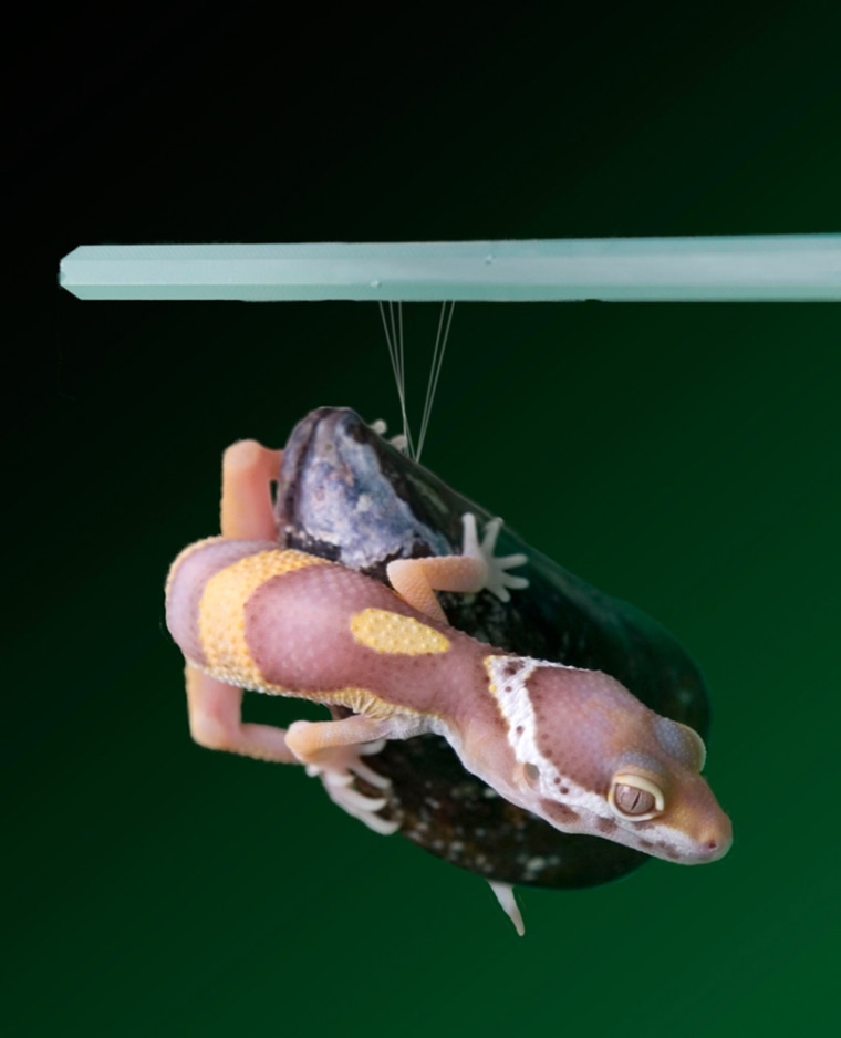 A gecko clings to a mussel shell, which in turn is literally hanging from threads. A new glue called "geckel" combines the wet adhesive properties of mussel adhesive proteins with the dry adhesive strategy of the gecko.